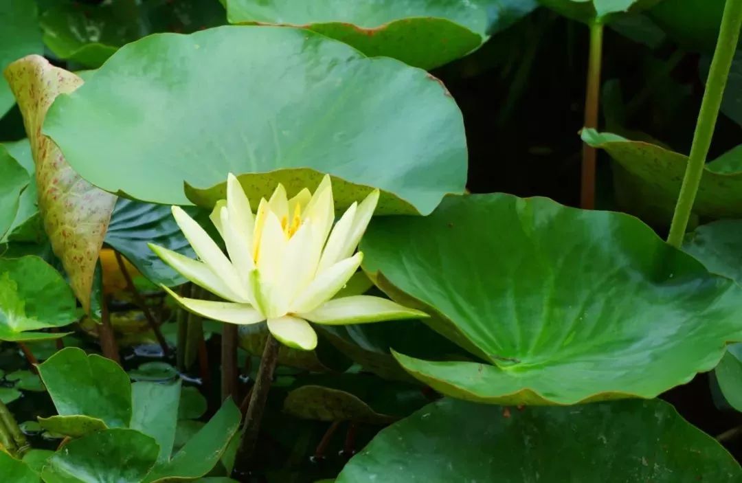 粉嫩暴击！建德这个地方会飘“仙气”，看一眼就醉！