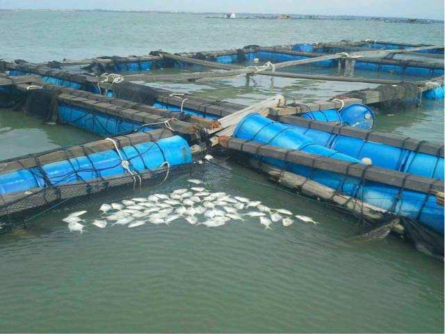 金鲳鱼深海养殖效益分析,金鲳鱼养殖产业链有哪些