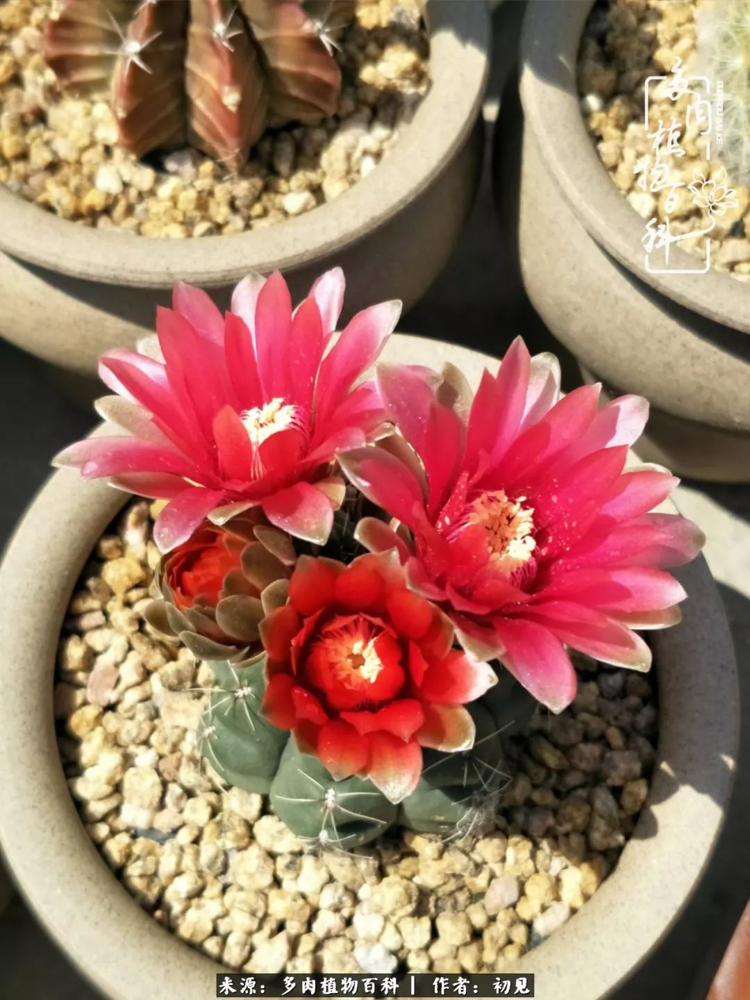 紧张焦虑高考,高考紧张时刻有你陪伴