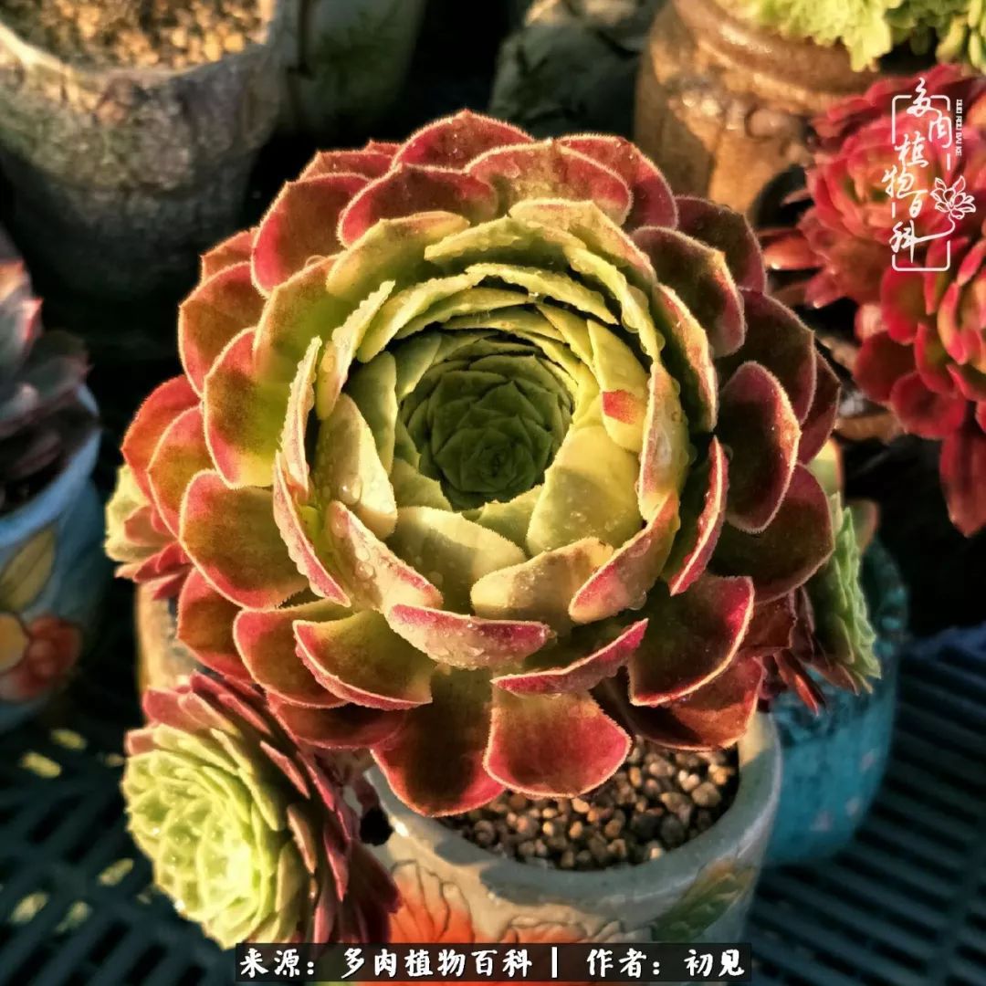 紧张焦虑高考,高考紧张时刻有你陪伴