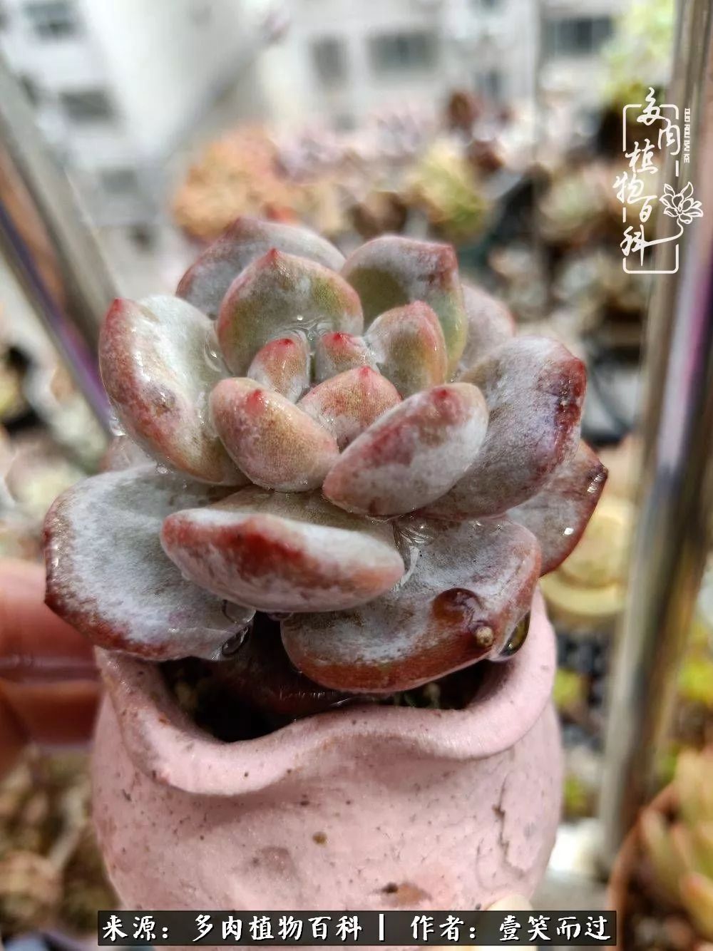 跌入神坛的多肉,跌入凡间的精灵舞蹈完整版