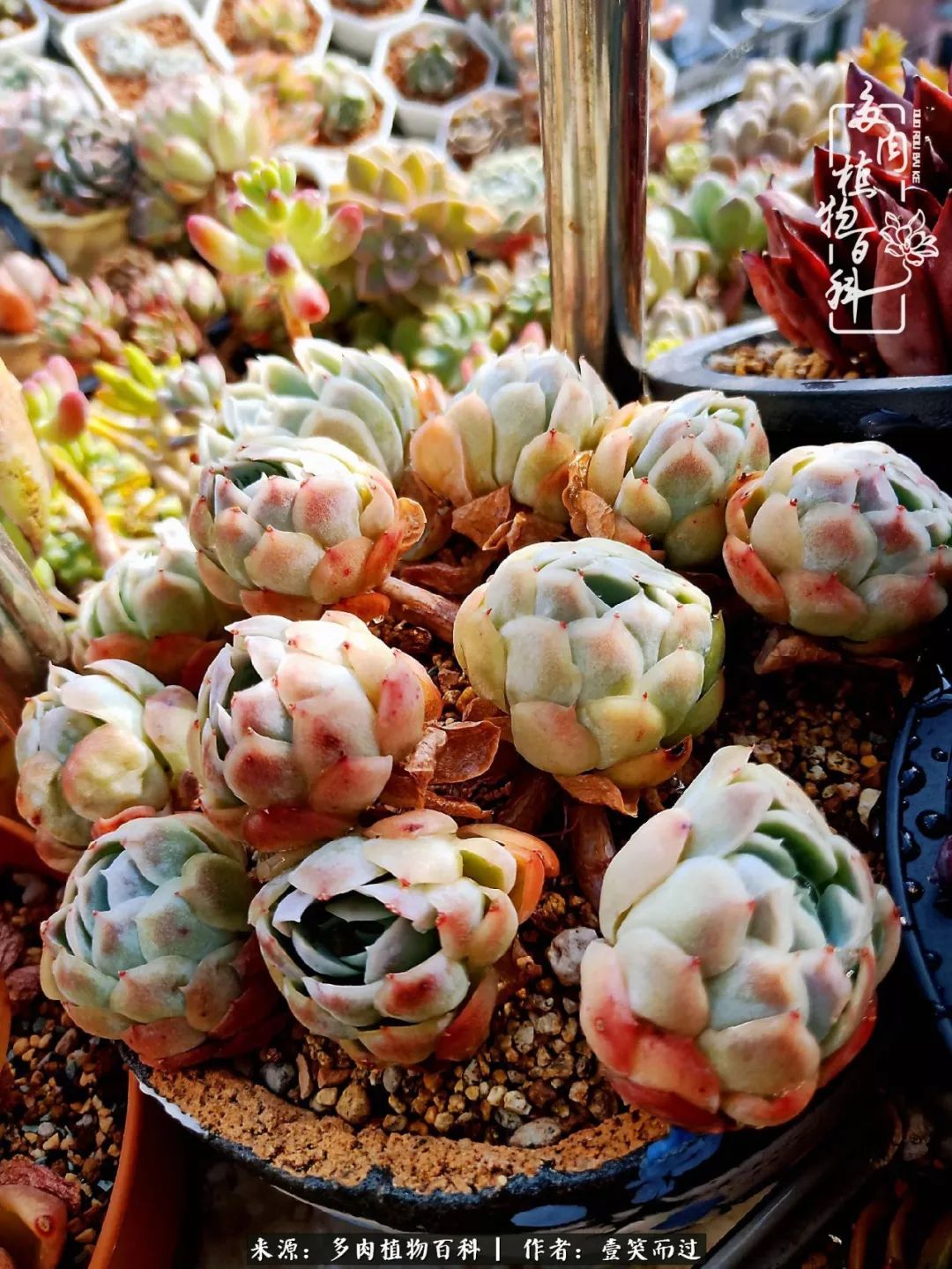 跌入神坛的多肉,跌入凡间的精灵舞蹈完整版