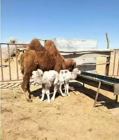 内蒙古有这么多特色之乡,内蒙古长调之乡