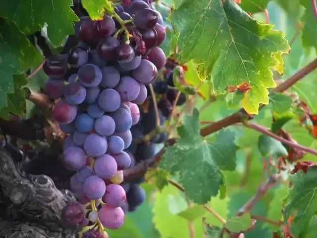 葡萄里含有哪些营养素,葡萄都有什么营养