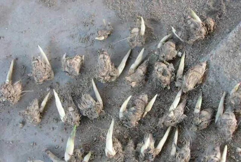 兰花芦头是干嘛用的,兰花老芦头和死芦头的区别