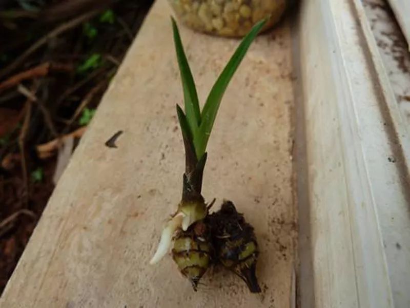 兰花芦头是干嘛用的,兰花老芦头和死芦头的区别