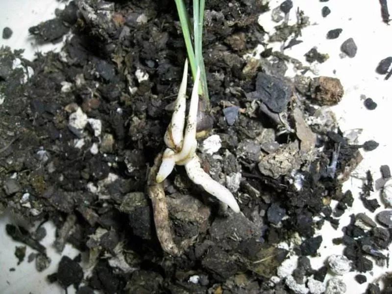 兰花芦头是干嘛用的,兰花老芦头和死芦头的区别