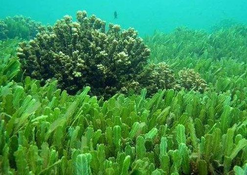 模特减肥一星期瘦二十斤,快速瘦肚子瘦腰懒人瘦身霜女