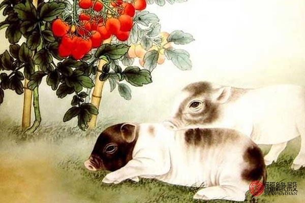 71年属猪到了54岁好运咋样了,71年属猪的人晚年命怎么样