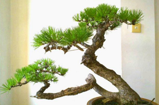 黑松盆景怎么养才能长出来 (黑松盆景基础养护技巧)