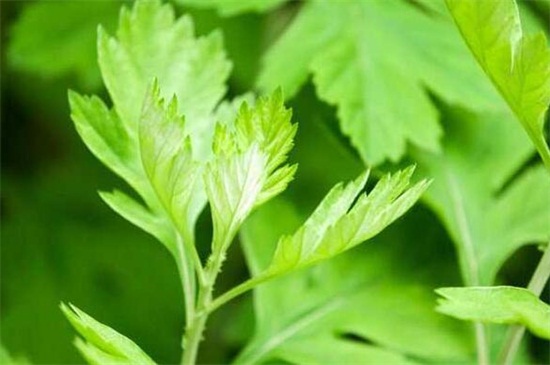 艾草长什么样子图片大全,艾草长什么样子的怎么辨别