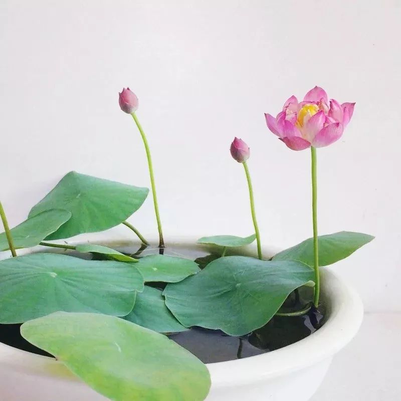 碗莲出现黑叶烂叶怎么办,碗莲种藕僵苗了怎么办