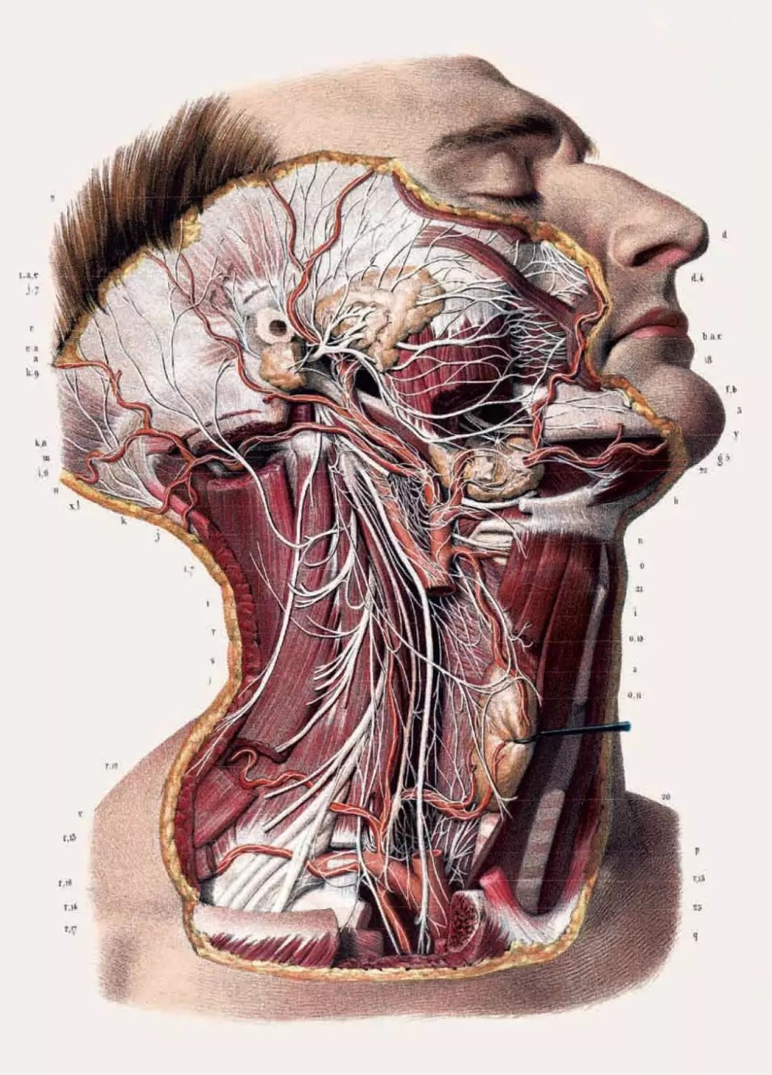 我就不信，只有我一个人想试试人体解剖丨好物推荐