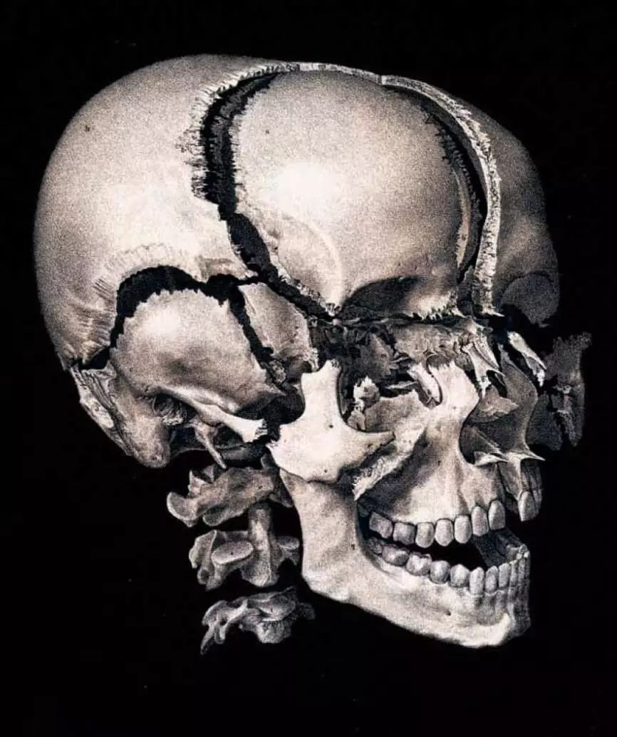 我就不信，只有我一个人想试试人体解剖丨好物推荐