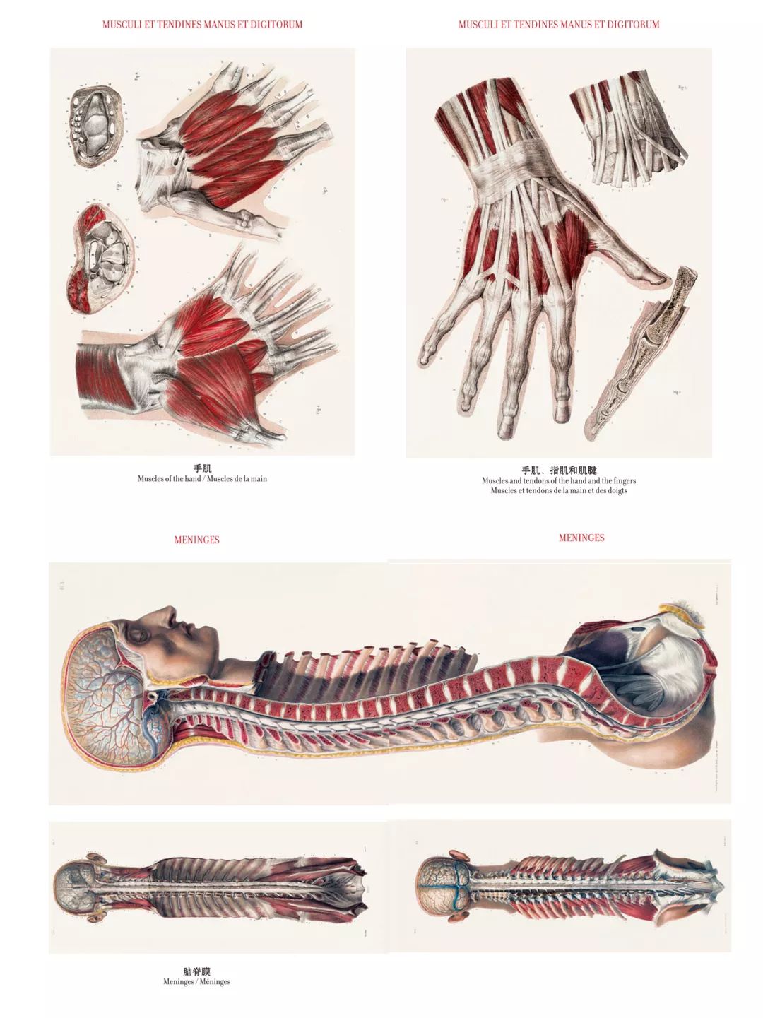 我就不信，只有我一个人想试试人体解剖丨好物推荐
