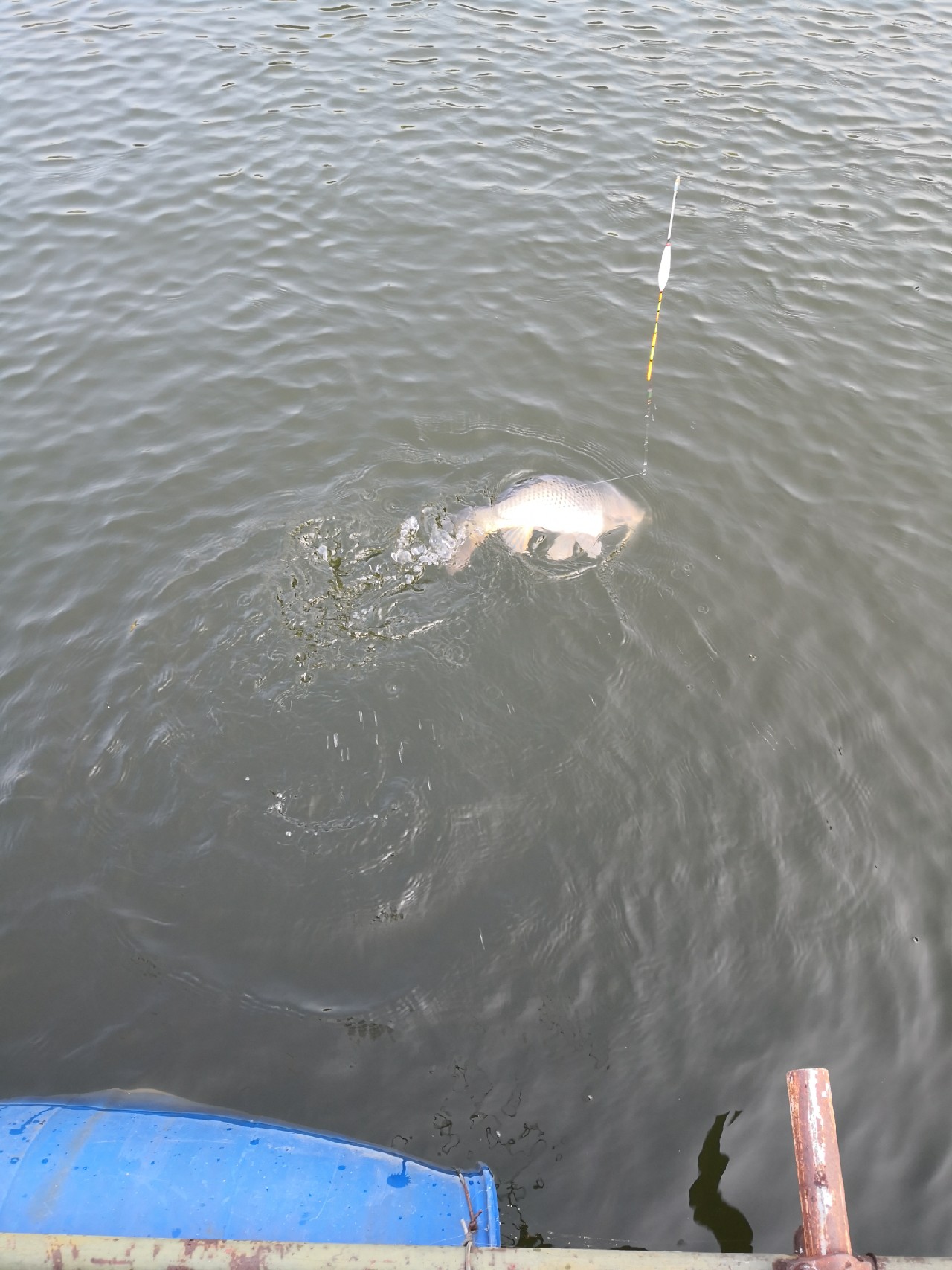 天盛湖垂钓鲢鳙,天盛垂钓园钓鱼