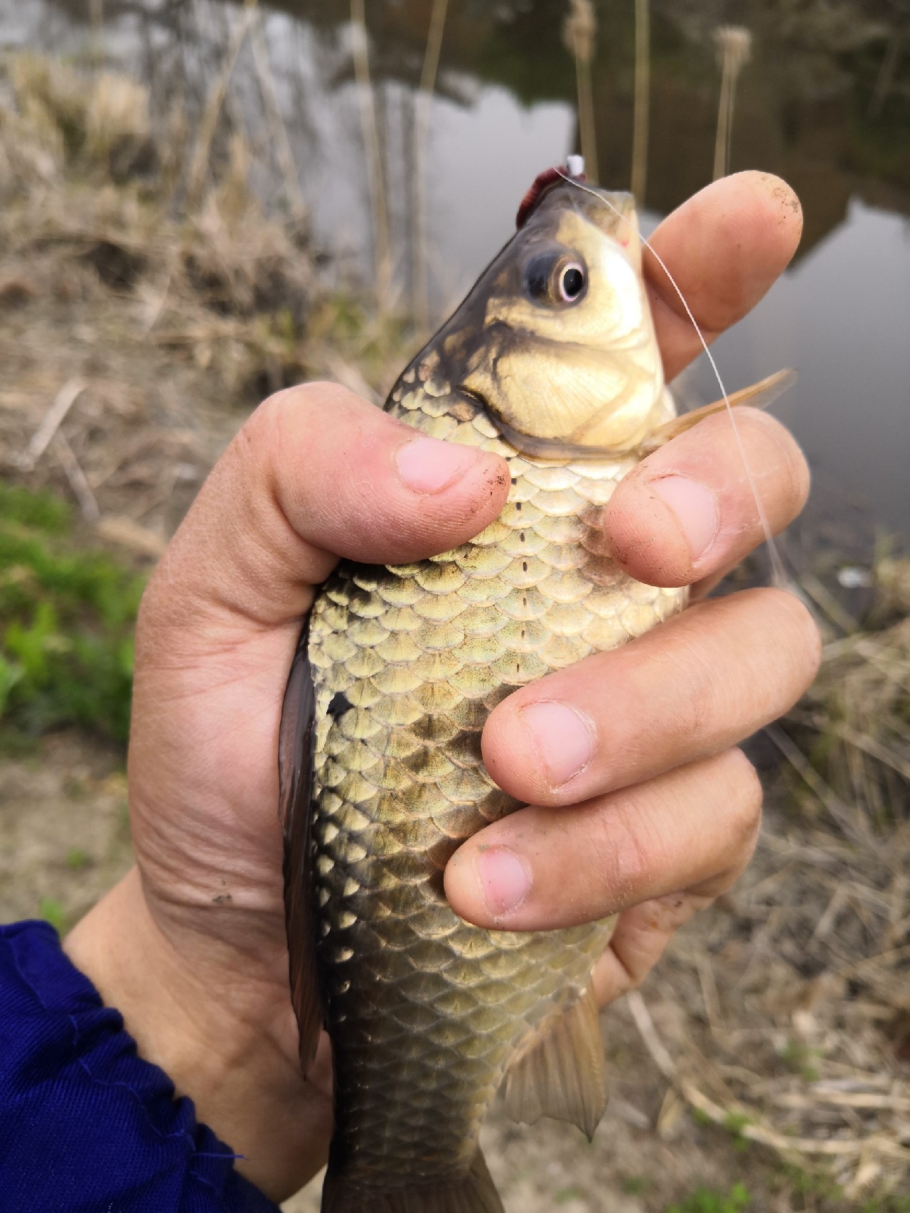 冬钓鲫鱼几号袖最合适,冬钓爆护非难事掌握技巧中鱼快