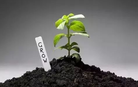 鸡粪羊粪牛粪哪种当肥料好,鸡粪羊粪猪粪牛粪哪个做营养土好