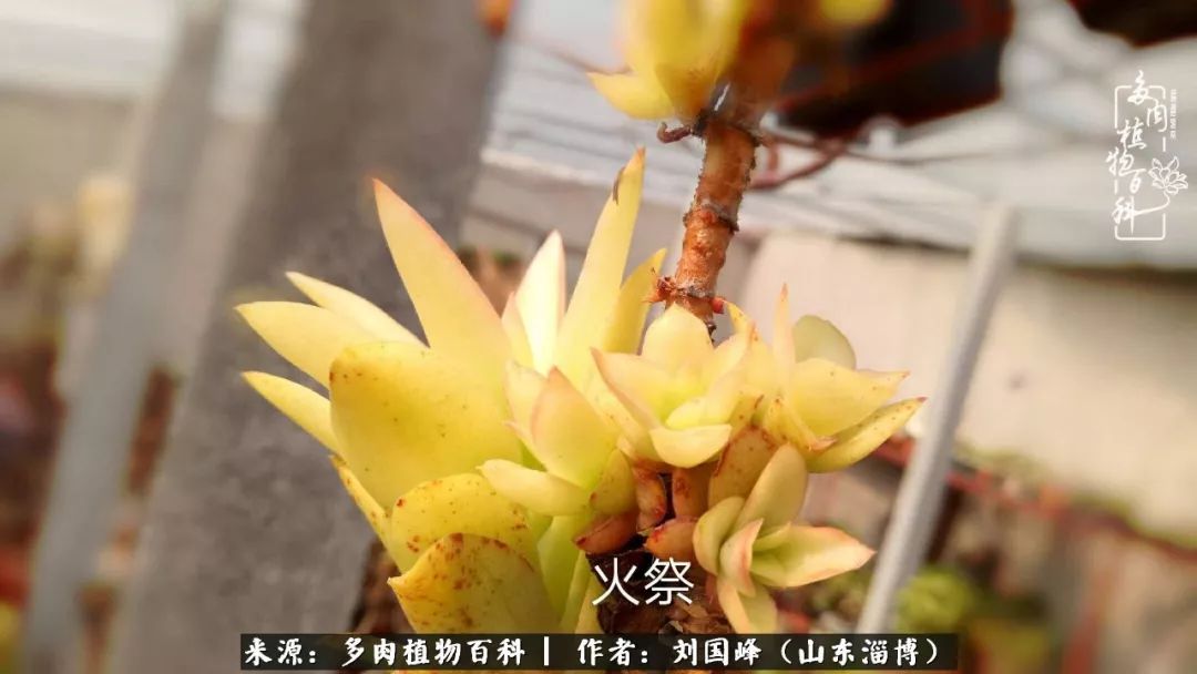 高温天气怎么养护多肉花,新手夏天养多肉5个保命秘籍