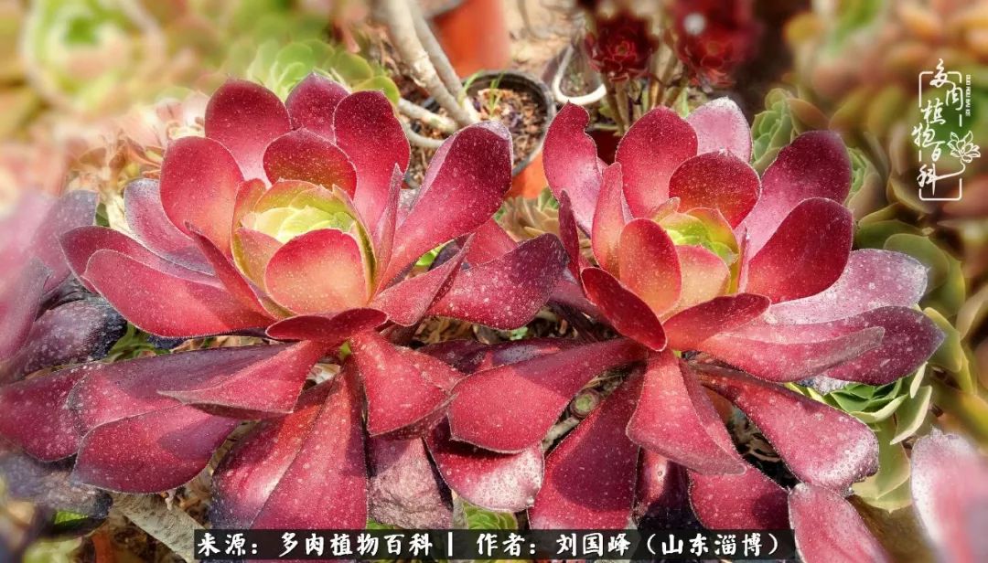 高温天气怎么养护多肉花,新手夏天养多肉5个保命秘籍