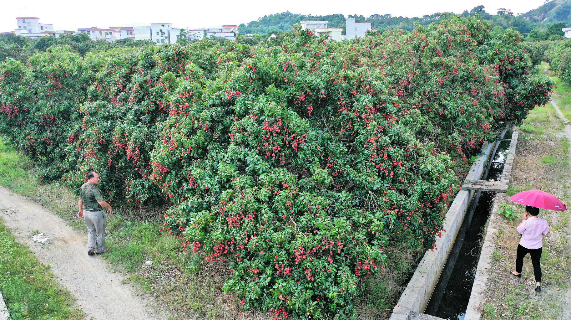 良垌镇23年荔枝产值,2021广东荔枝整体产量大增