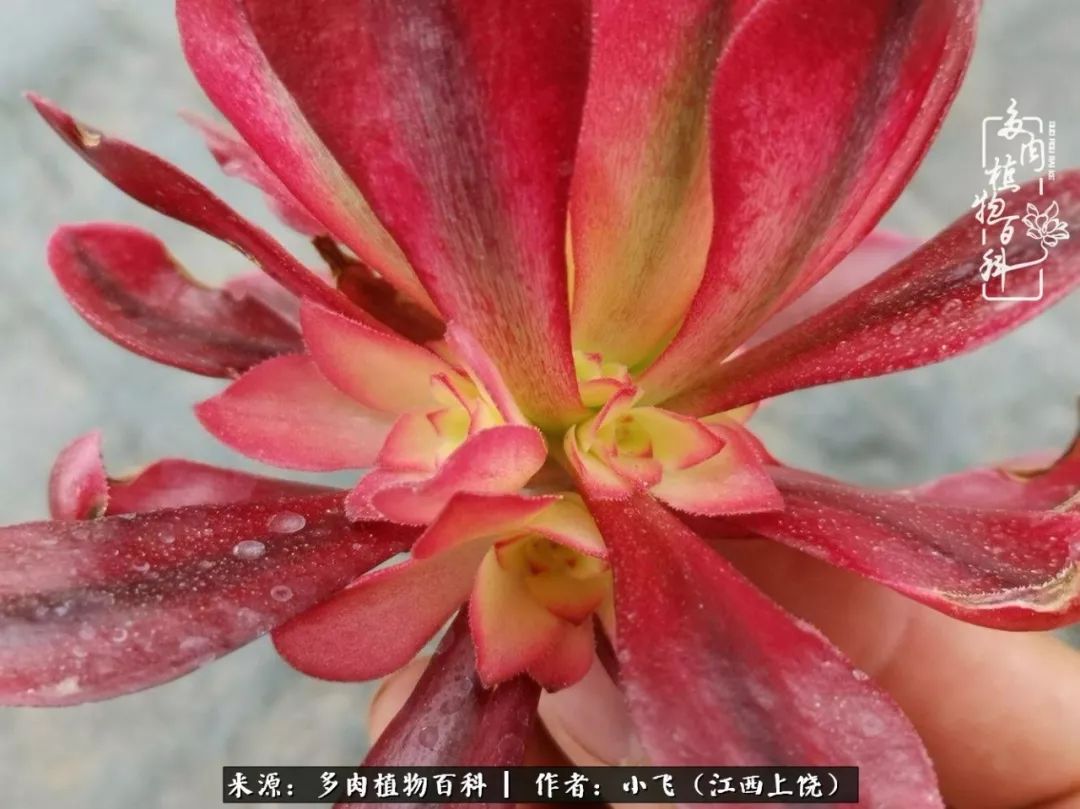 购买美杜莎衣服,法师锦和红覆轮锦一样吗