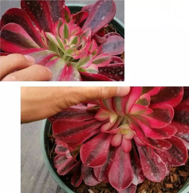 购买美杜莎衣服,法师锦和红覆轮锦一样吗