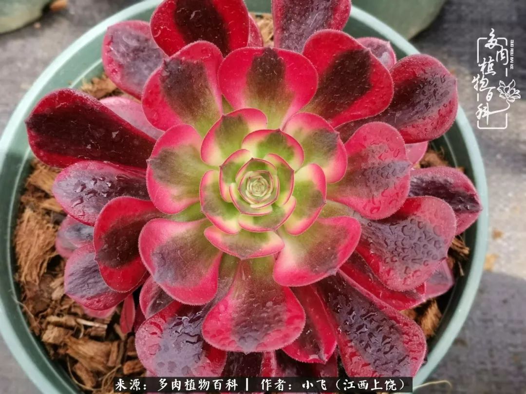 购买美杜莎衣服,法师锦和红覆轮锦一样吗