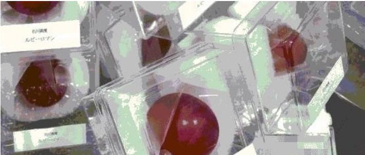 到了日本才知道的真相,到日本才知道的事