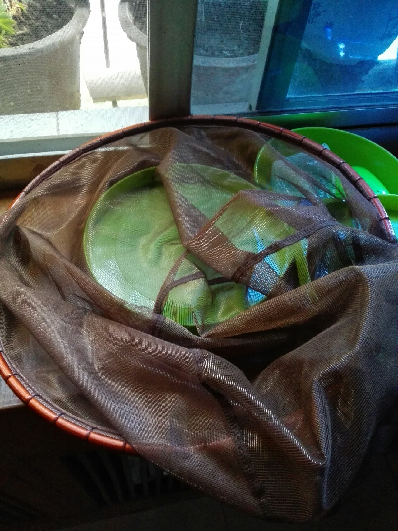 汉江涨水了,汉江涨水农田受淹