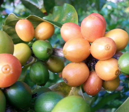 哥伦比亚咖啡粉怎么冲泡,哥伦比亚咖啡豆怎么冲