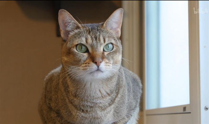 55寸真4K小米全面屏电视深度评测：2199元舍我其谁