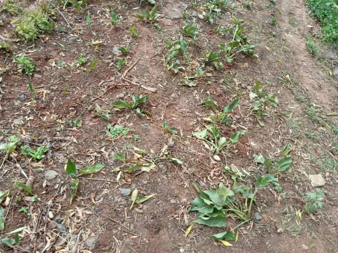 丽江睡莲旅游攻略,国家植物园睡莲娇艳绽放