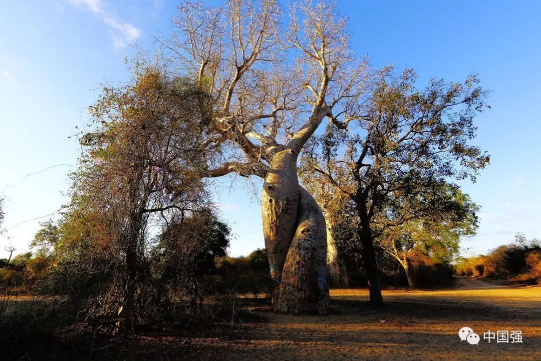 马达加斯加不可思议的旅行,马达加斯加自然景观