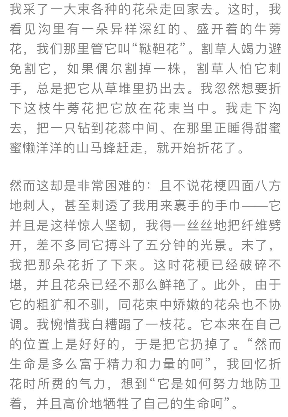 夜读|绝不低头的牛蒡花，你见过吗？