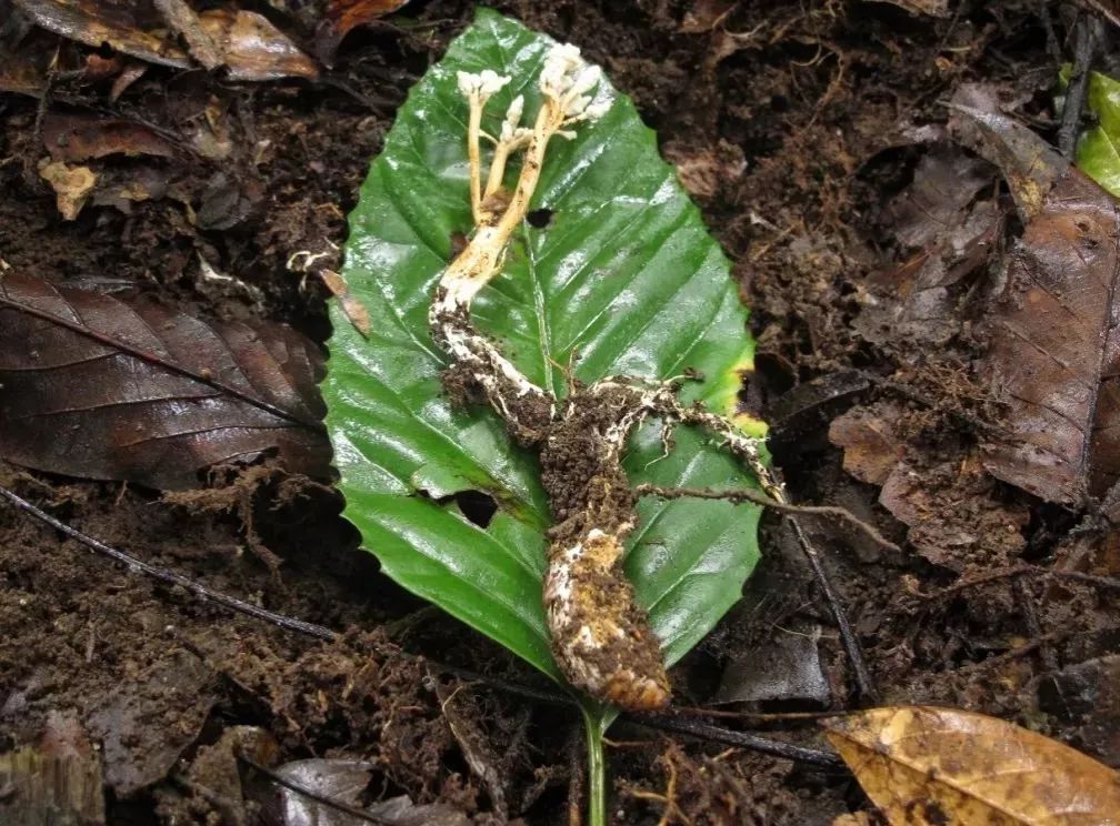 云南吃菌中毒分布图,云南吃菌中毒最新统计