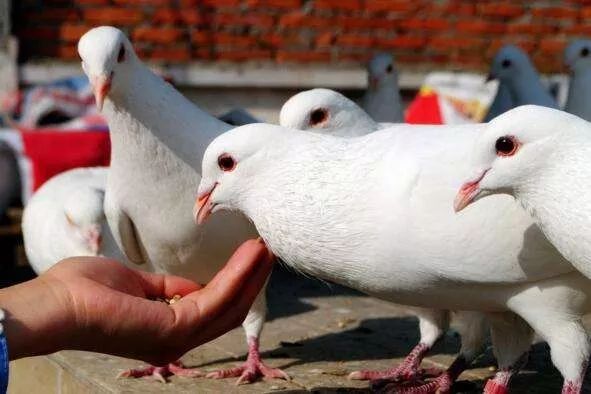 鸽子和鸽子打架是什么原因,看见两只鸽子打架的预兆