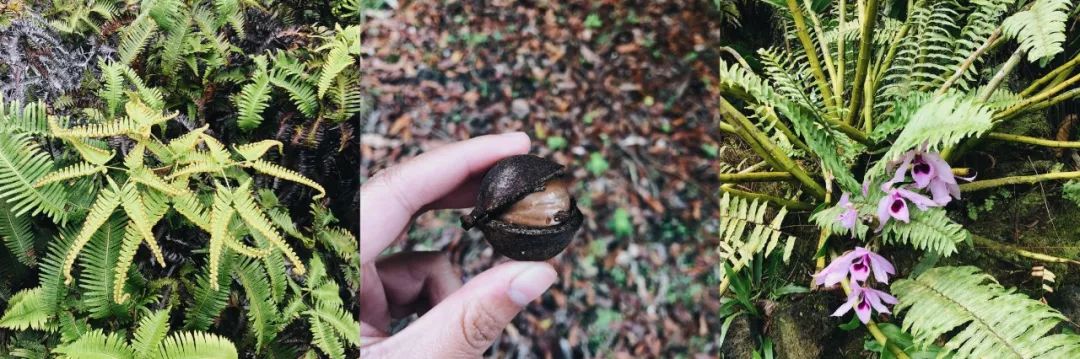 夏威夷旅游攻略阿罗哈,夏威夷maui岛旅游攻略