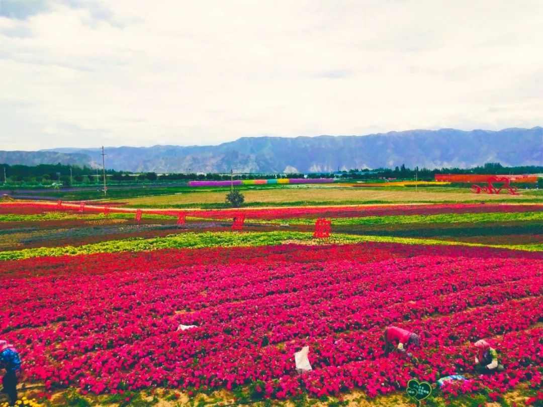 白银市区到大坪花海,去大坪玩攻略