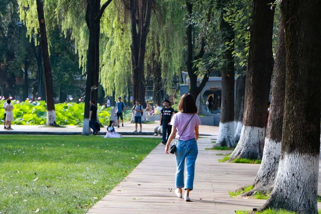 仙气荷池、时光走廊、滨湖绿道……川大持续惊艳焕颜！同学：这是仙境吗？