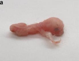 出生小鼠基因编辑,科学家对胚胎进行基因编辑