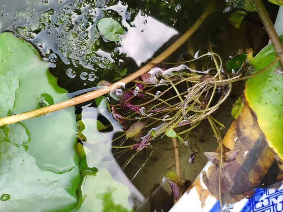 睡莲养护方法教程图解简易,睡莲养护技巧如何养护睡莲