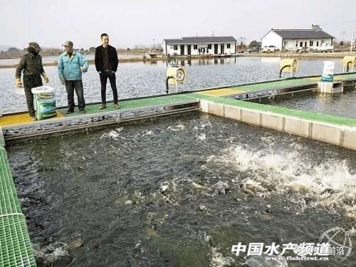 上面养鸡下面养鱼立体循环养殖,跑道养鱼养殖效益