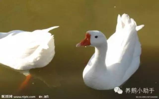 太湖母猪人工授精注意事项,太湖鹅养殖全过程