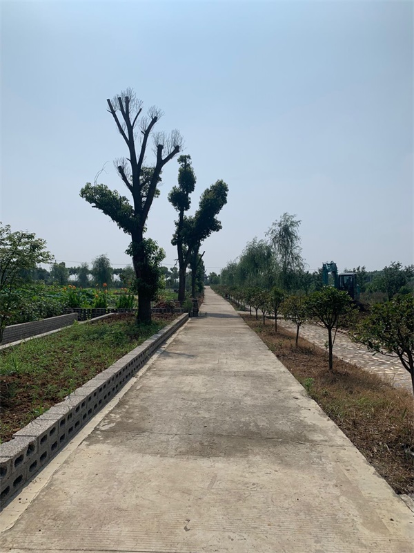 走乡村看新貌视频,走进乡村看振兴印江板溪