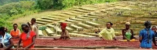 哥斯达黎加咖啡口感怎么样,哥斯达黎加阿拉比卡咖啡