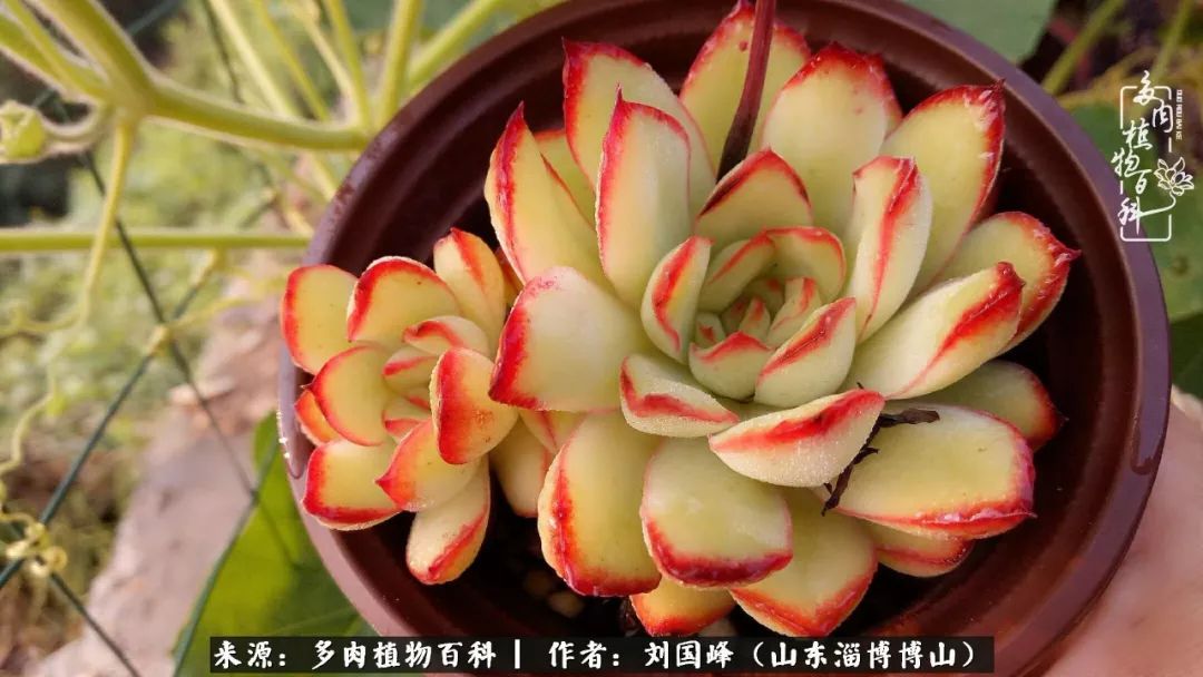 夏季多肉褪色前后对比,聊聊多肉夏季如何防护