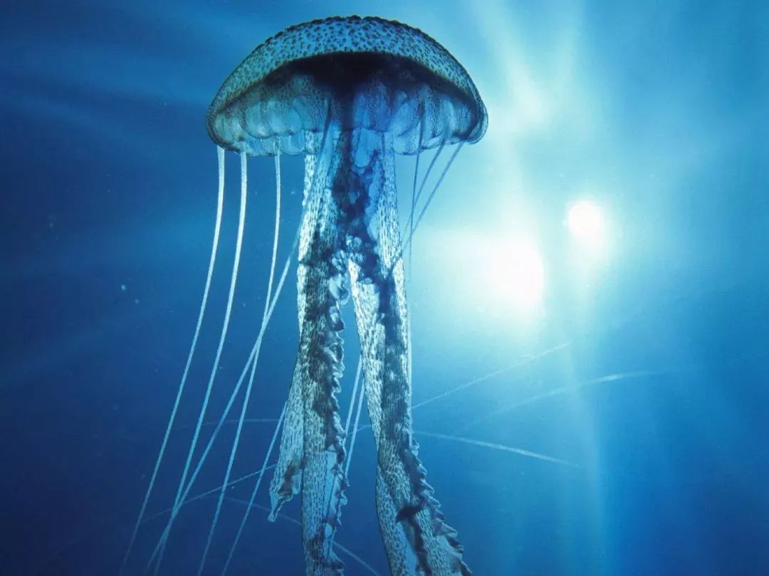 海洋生态环保主题方案,海洋生态环境科普保护宣传视频