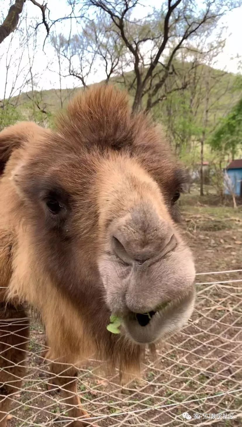 家门口APP上线测试！今起每天发100张玉泉景区门票，还有社区在发鸡蛋……