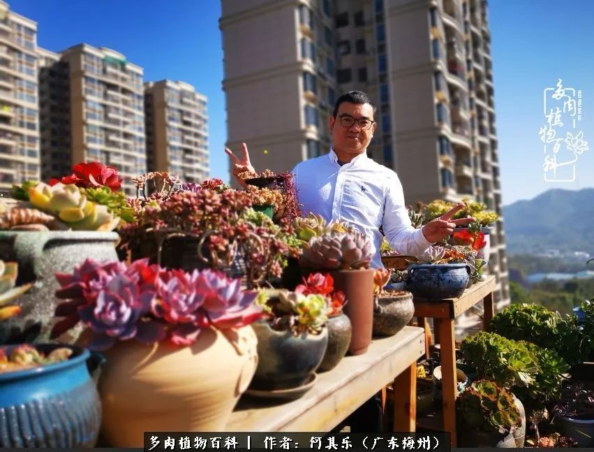 我的阳台“肉园”，看着它们，亦可醉生梦死了